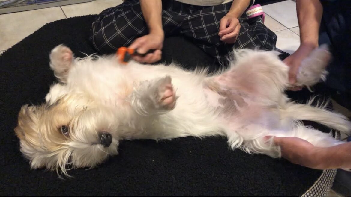 ファーミネーターでときとき【プチバセの子犬】
