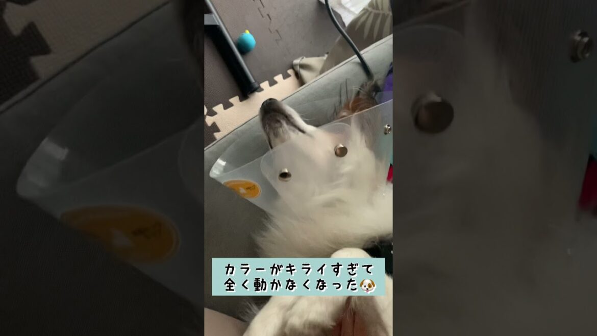 【子犬去勢手術】カラーが嫌いすぎてしたいと化すパピヨン #shorts