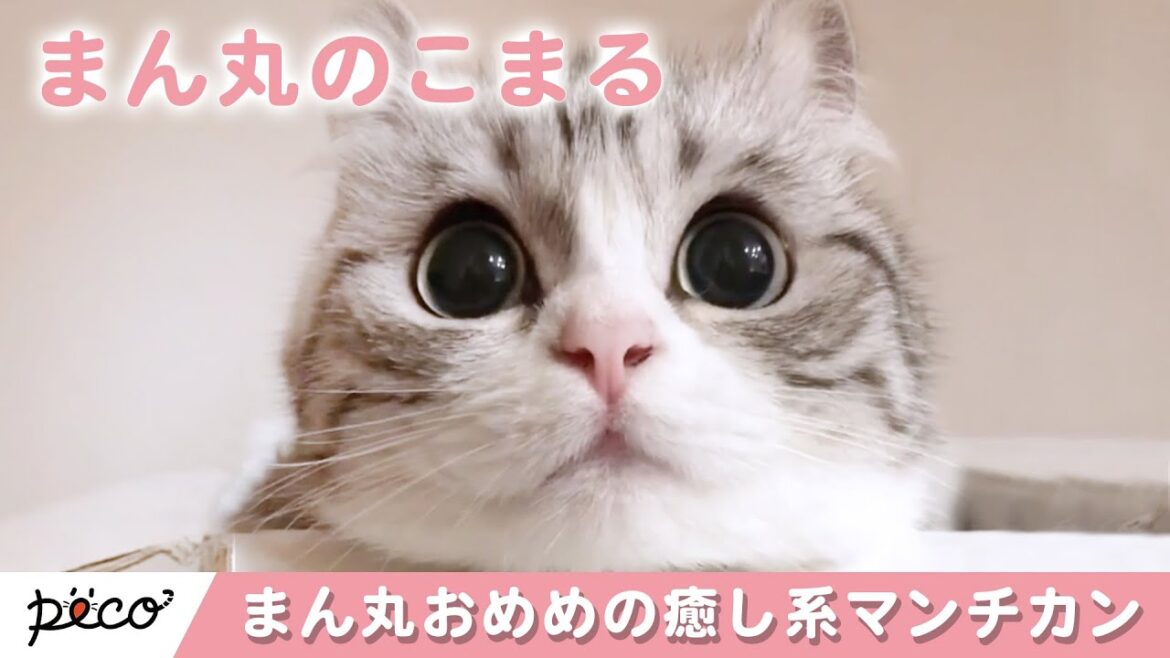 癒し系のマンチカン😽 まん丸おめめの「こまるちゃん」って知ってる😻?【PECO TV】 癒し系のマンチカン😽 まん丸おめめの「こまるちゃん」って知ってる😻?【PECO TV】