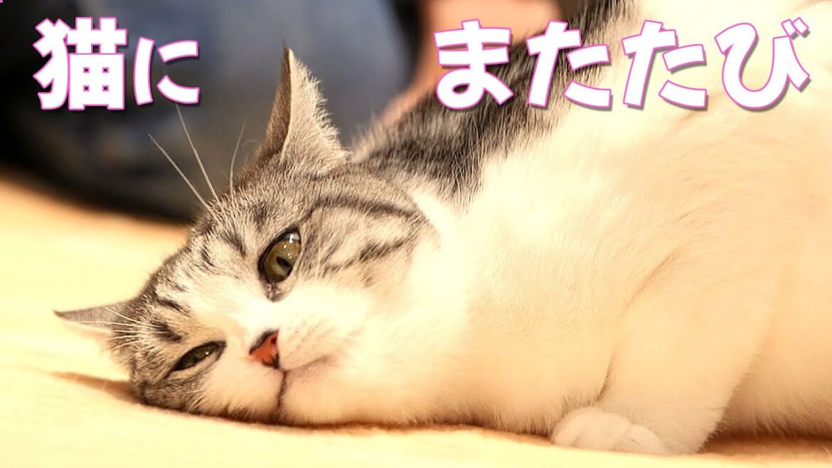 またたびでかつてない反応を見せる猫【スコティッシュフォールド】