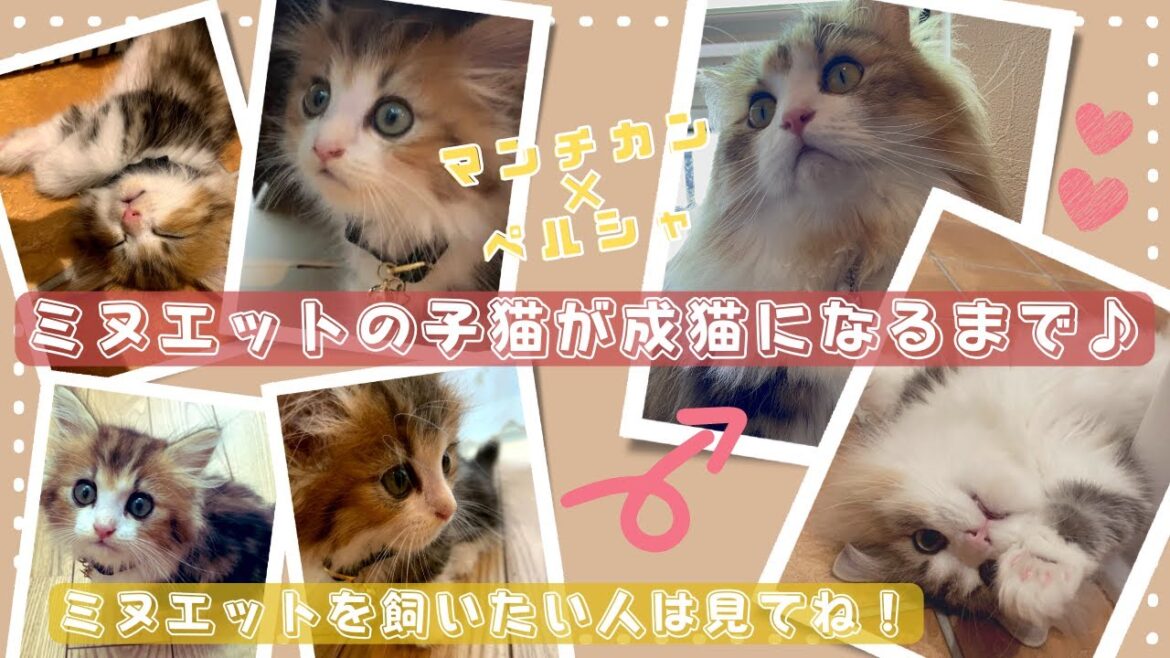 ミヌエットの子猫が大人（成猫）になるまで♪ミヌエットを飼いたい人は見てね！【２か月から１歳】短足マンチカン×ペルシャ