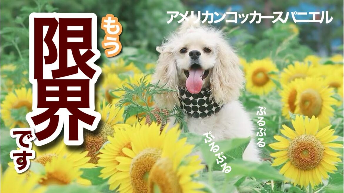 アメリカンコッカースパニエル 子犬 ＊ 成長する子犬の日々と堪える現場