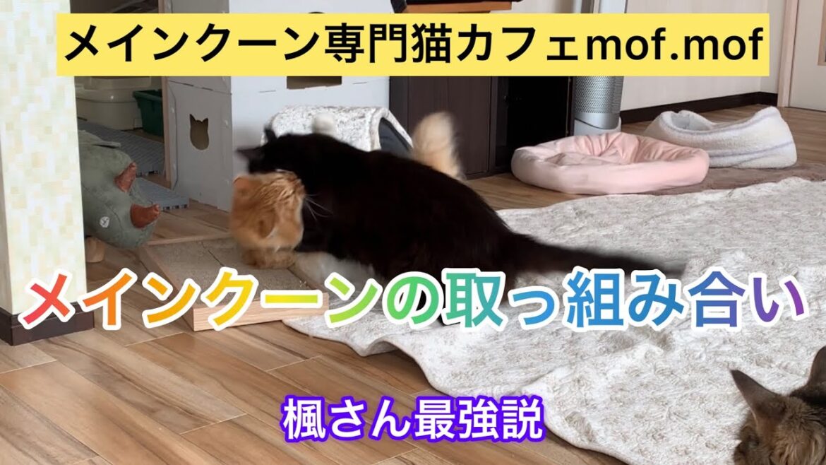 楓さん最強伝説『メインクーンの取っ組み合い』メインクーン専門猫カフェmof.mof