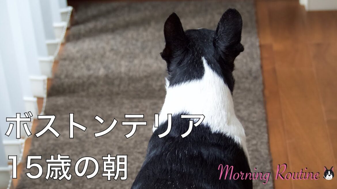 シニア犬15歳の朝【ボストンテリア】