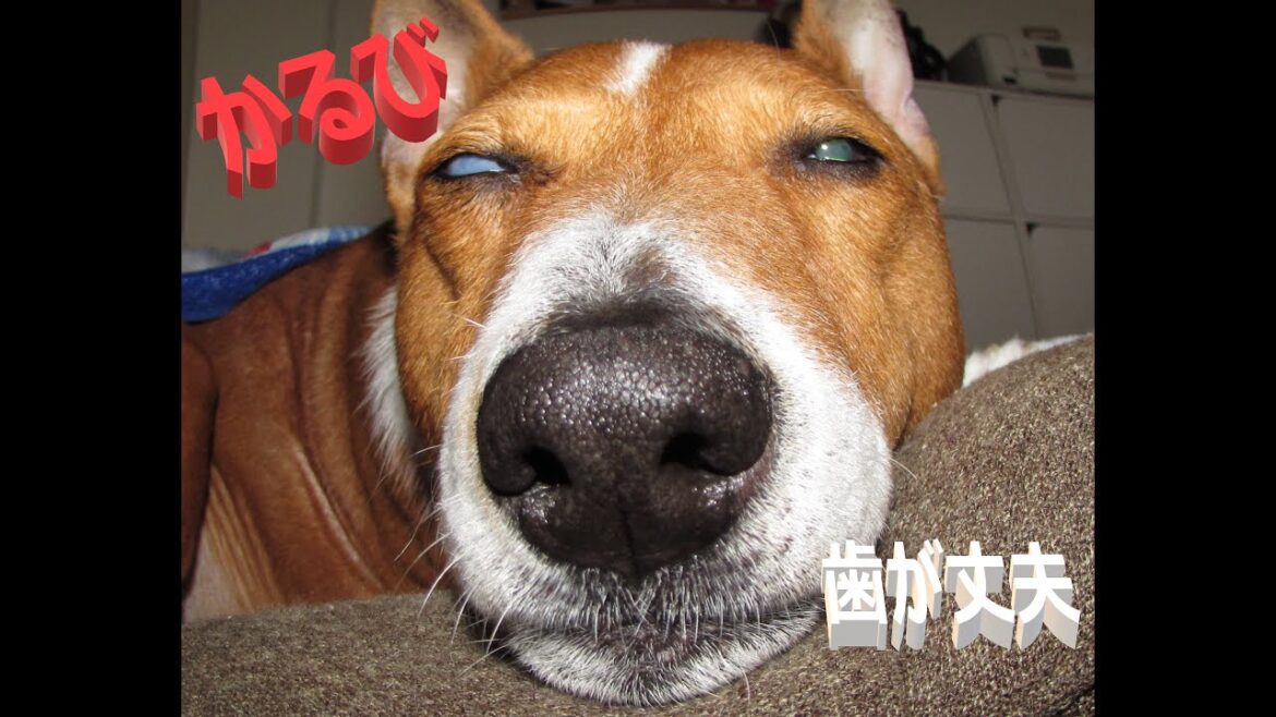 【バセンジー】老犬かるびは歯が丈夫、『おら、ガム噛むだ』