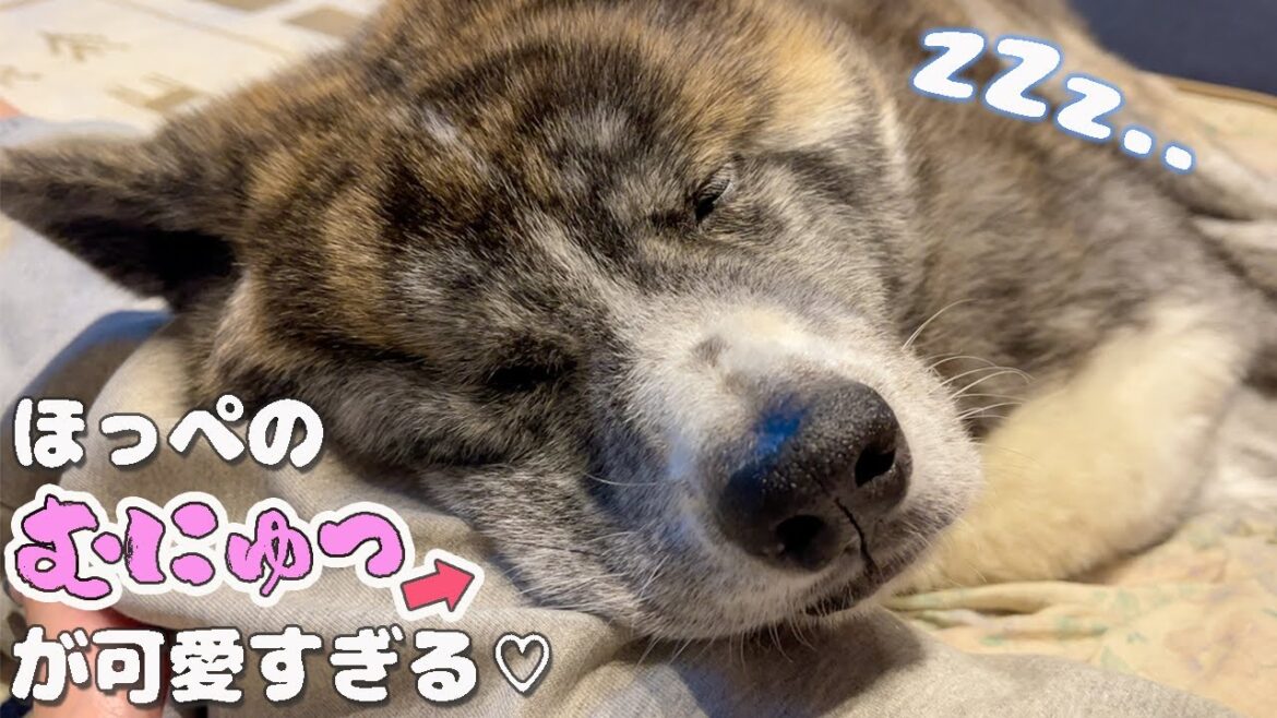 飼い主の足枕で爆睡 ムニッとなるほっぺがたまらなく可愛い♡/他一本【秋田犬】【大型犬】【akita dog】 飼い主の足枕で爆睡 ムニッとなるほっぺがたまらなく可愛い♡/他一本【秋田犬】【大型犬】【akita dog】