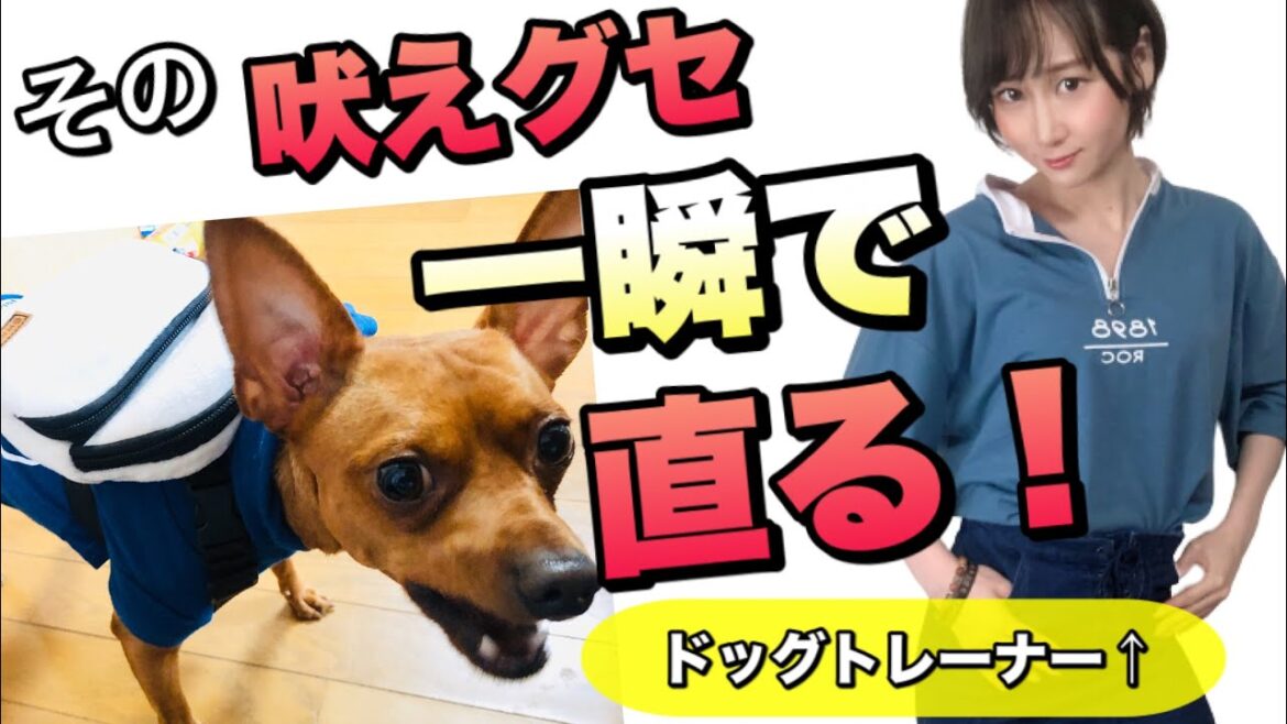 【無駄吠え】インターホンの音に吠える犬を一瞬で黙らせる方法を実際にやってみた！【犬のしつけ】