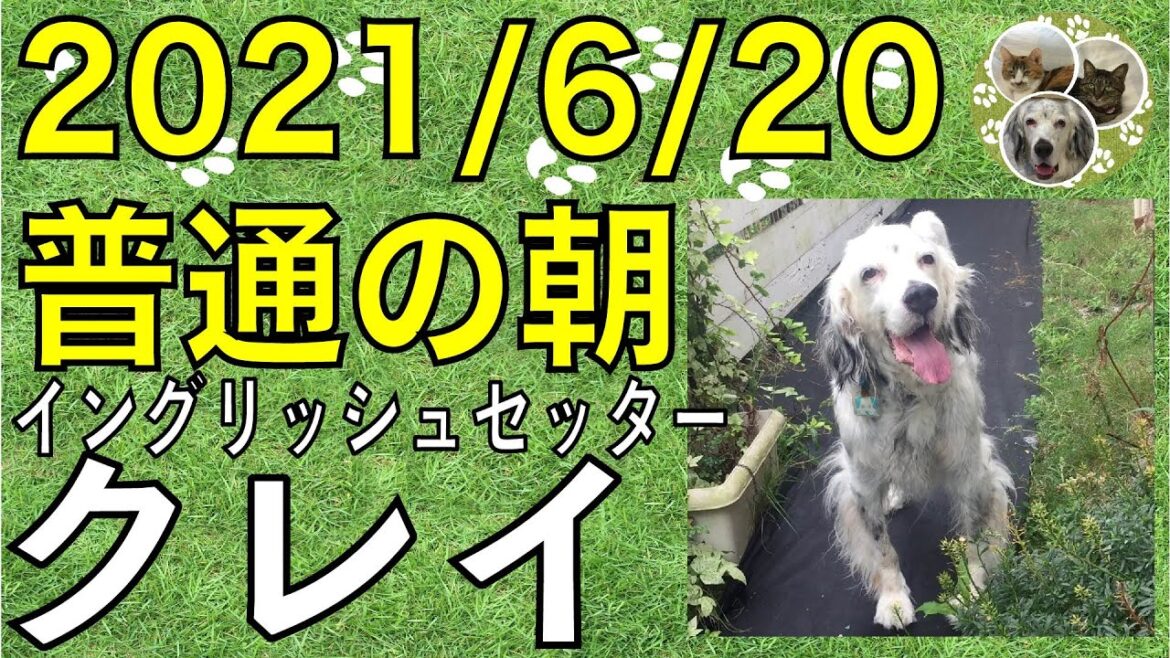 イングリッシュセッター / クー / 2021/6-20の普通の朝