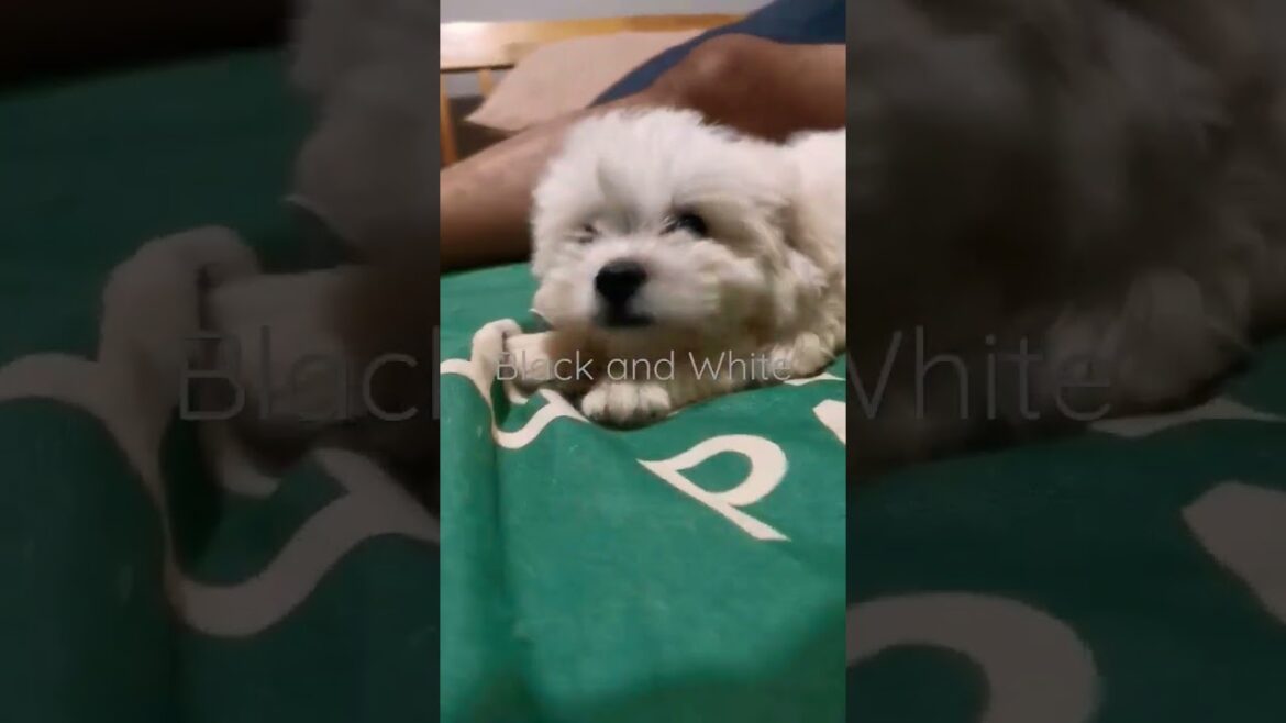 Cutie the Maltese and Jelly the Lhasa Apso #lhasaapso #maltese #puppy #shihtzu #cute #cutepuppy