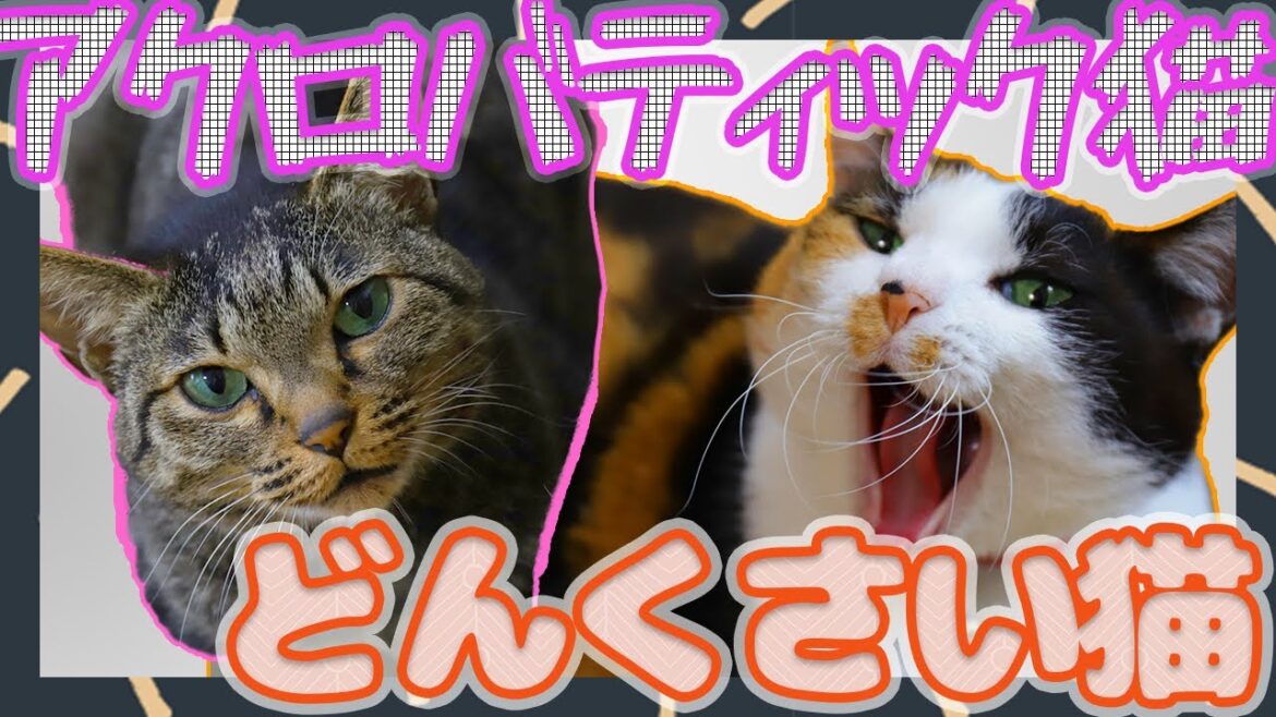 どんくさい猫とアクロバティック猫/三毛猫/キジトラ猫/日本猫