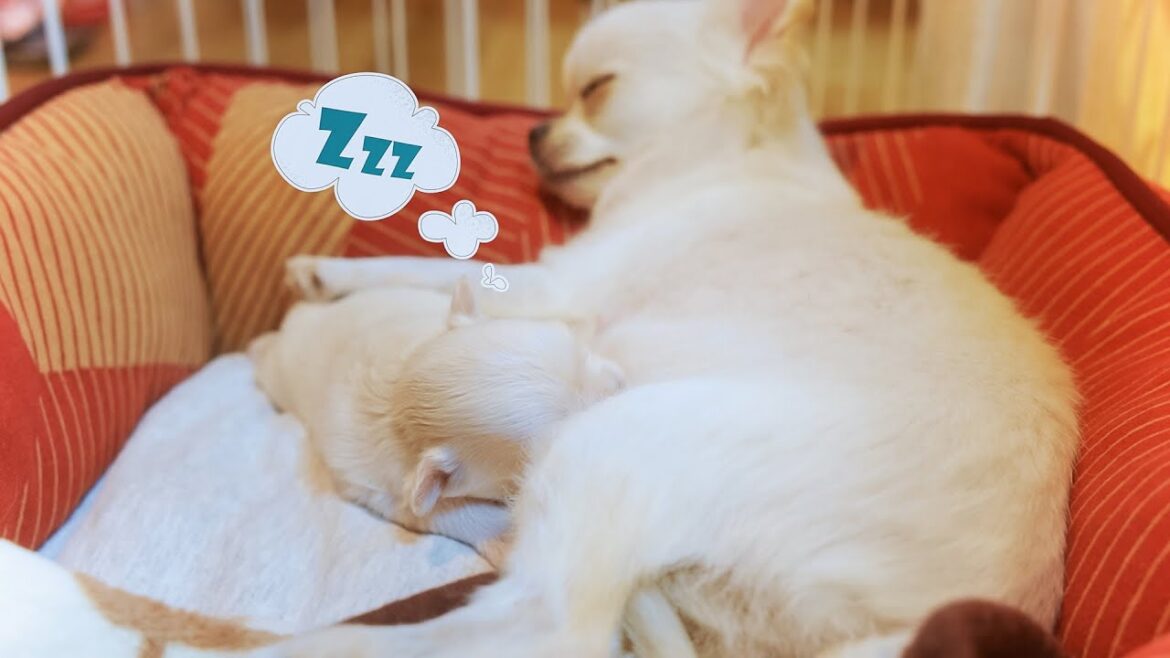 授乳中に寝落ちする赤ちゃんチワワが可愛すぎる