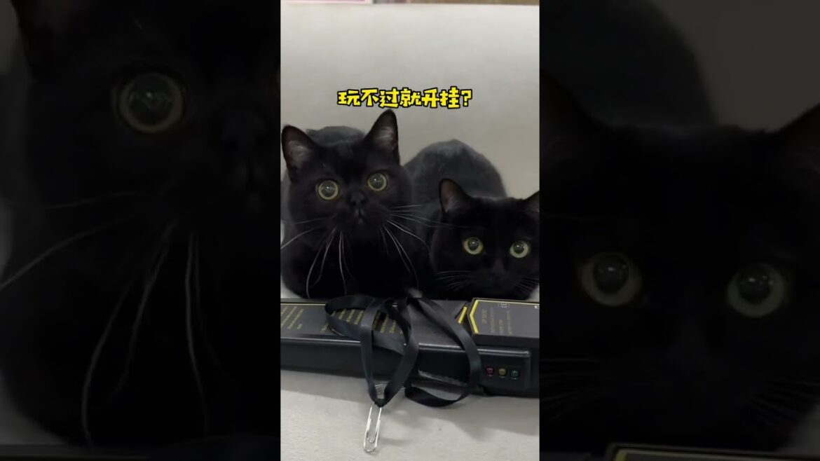 【一只黑糖啵啵🐻】黑猫的隐身术今天被我破解了