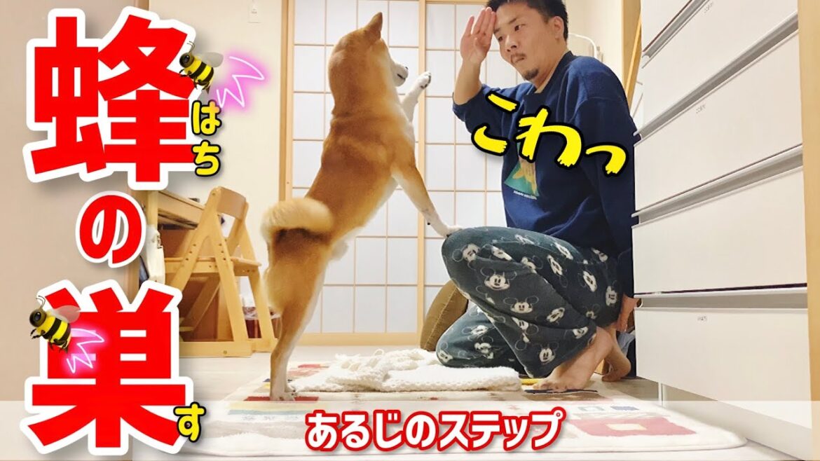 【私は最強】あるじに最強説が浮上した日、柴犬こむぎはまた捕まった【あるじのステップ＆NEWS48】