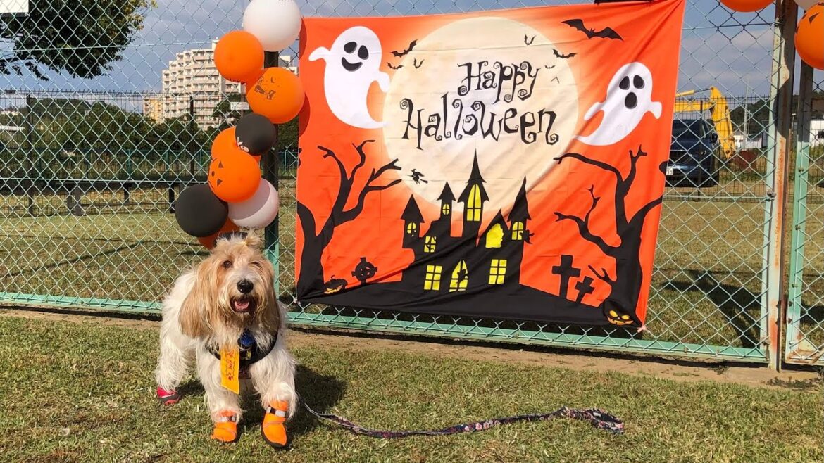 【2022冬】プチバセハロウィンオフ会