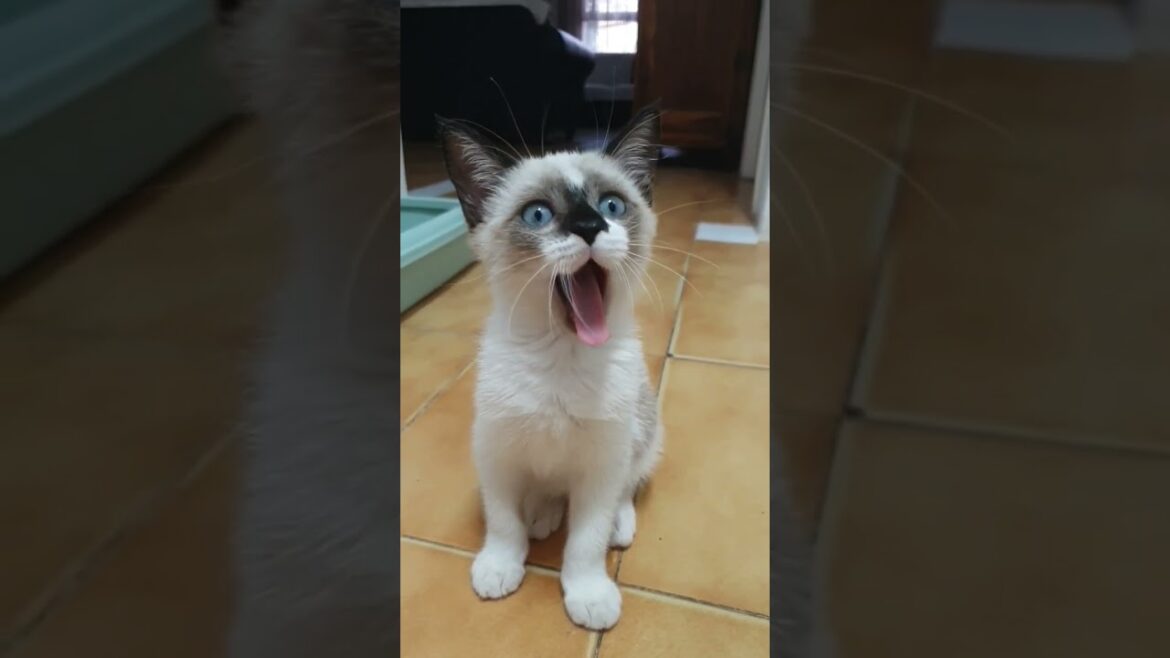 Who Said That ? #kitten #cats #shorts