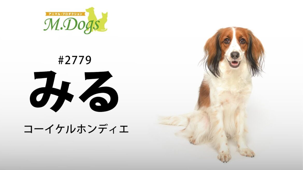 ペットモデル#2779 コーイケルホンディエ「みる」