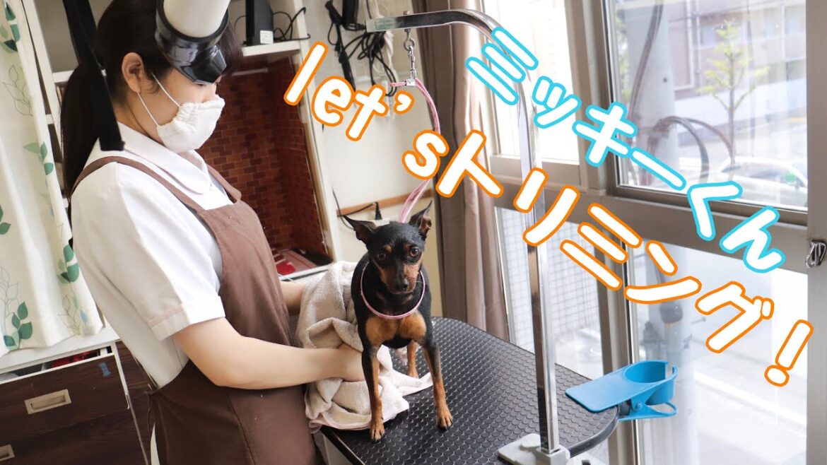【ミニチュアピンシャー】ミッキーくんのトリミング［兵庫ペット医療センター トリミング 尼崎 犬動画　］Happy dog glooming
