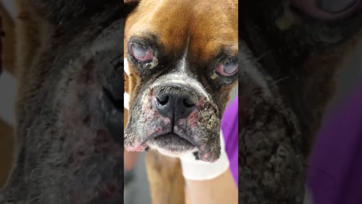 A blind dog is rescued from a pound then something amazing happened !
