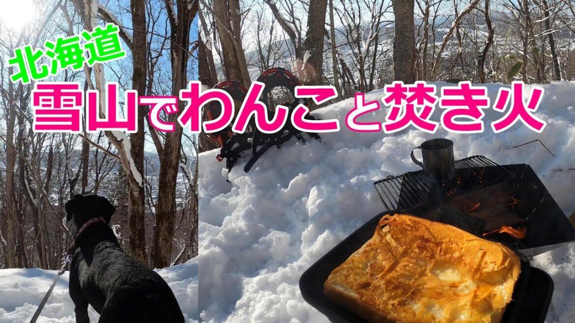 ラブラドールレトリバー(黒)とスノーシューで登山・焚き火朝食 /犬旅21 （キャンプ飯 ソロキャンプ 犬 かわいい 遊ぶ 喜ぶ 甘える 癒し labrador）