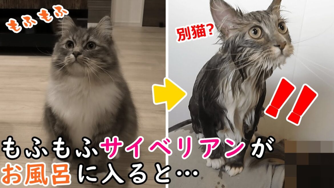 もふもふなサイベリアン猫がお風呂に入るとこうなります。／Scary when a Siberian cat takes a bath【サイベリアンのラフィ#83】