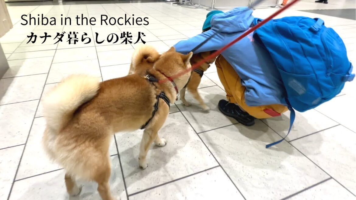 日本へ帰国することになった母を見送る柴犬たちの背中が切ない。...ような気がしないでもない。【4K】