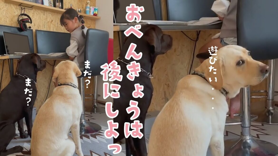 お勉強待ちするワンコたち｜PECO