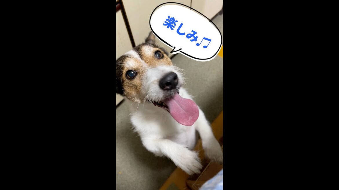 (ショート動画)豚肉ご飯を食べたジャックラッセルテリアが可愛い #shorts