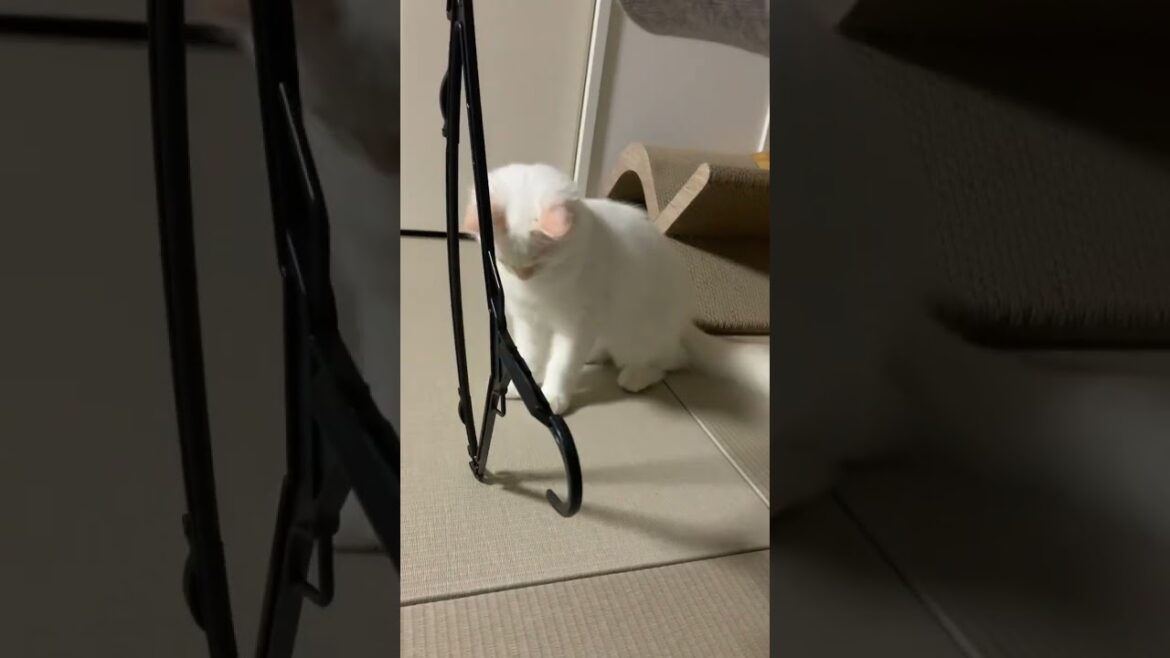 ハンガーを前にレッサーパンダみたいになるラガマフィン #ねこ #ねこのいる生活 #ラガマフィン #cat