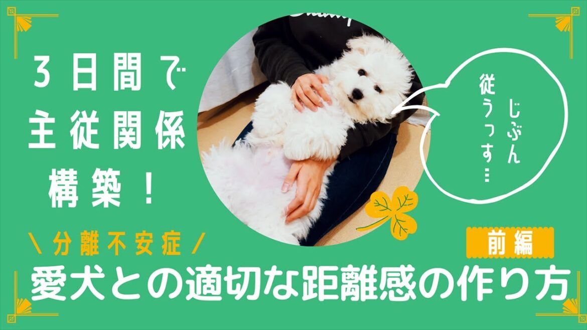 【しつけ】分離不安症のビションフリーゼの子犬との適切な距離感の作り方(前編)