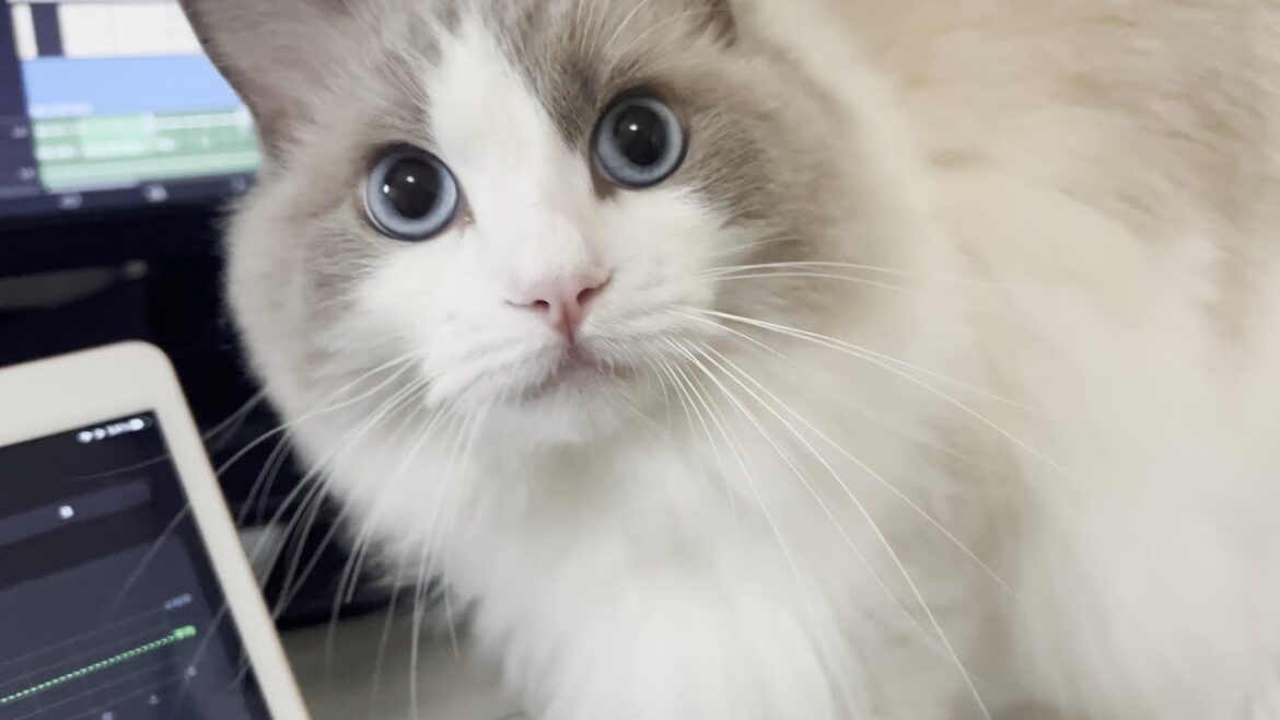 おしゃべり大好きなラグドール猫！子猫時代から現在までのかわいい鳴き声をまとめてみた。