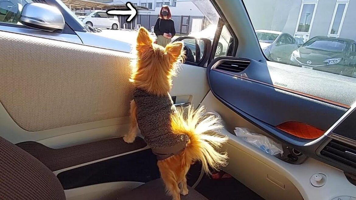 3度目の入院から帰ってくるママを見つけたチワワが…笑 3度目の入院から帰ってくるママを見つけたチワワが…笑