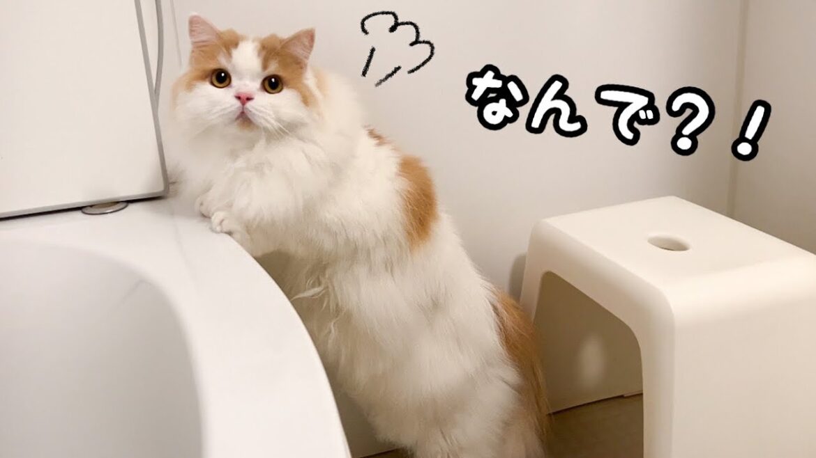 帰宅後、お風呂に直行したら愛猫がこうなりました
