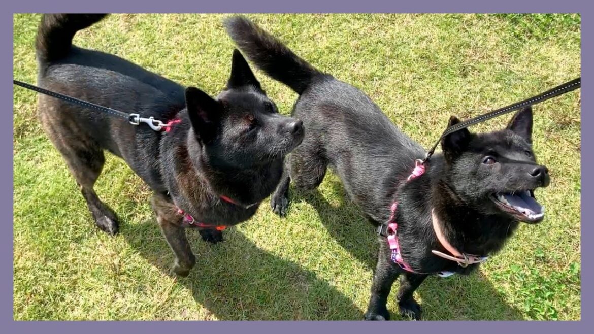 【甲斐犬】散歩中に獲物を発見！？秋の公園を満喫する2匹が可愛すぎる〜！