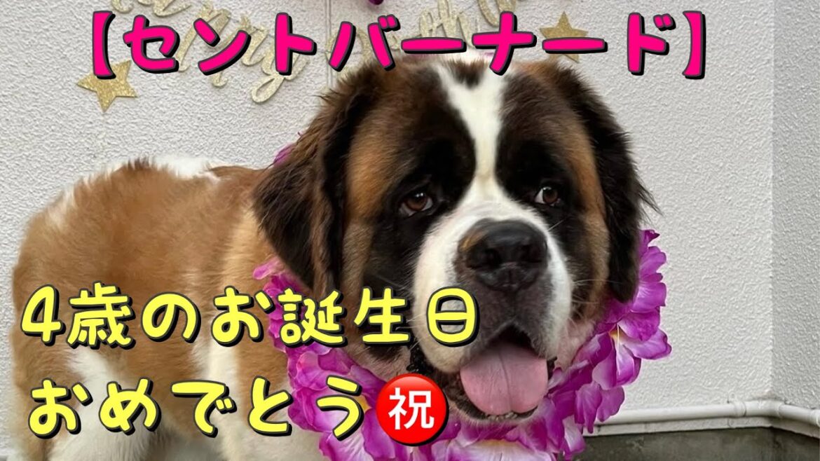 【セントバーナード】ももママ4歳❤️お誕生日会