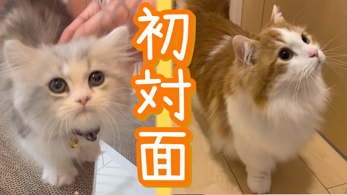 先住猫と新入り猫の初対面！【マンチカン、ミヌエット】