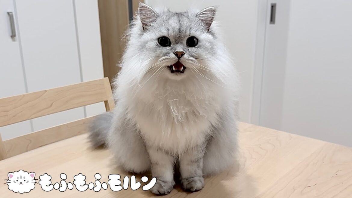 朝の食卓に猫がやってくる理由とは？ 【サイベリアン】
