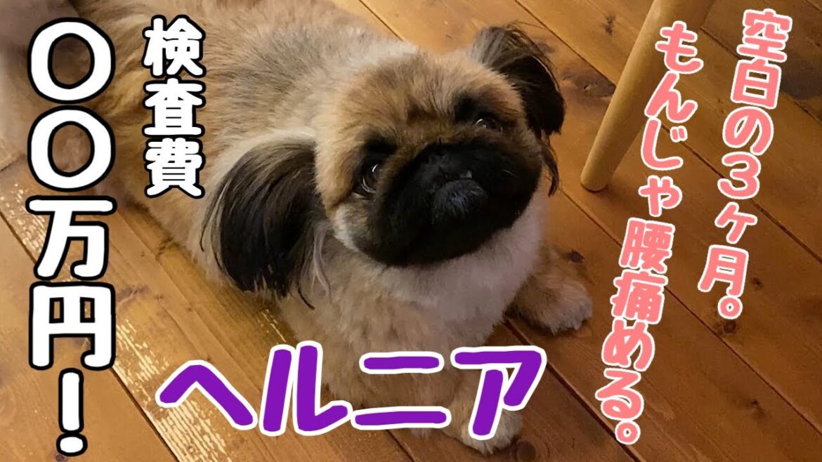 【ペキニーズ】もんじゃヘルニアになってました…。 【ペキニーズ】もんじゃヘルニアになってました…。