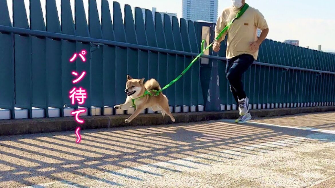 パン屋さんが好きすぎてありえないスピードで走って行く柴犬が可愛い