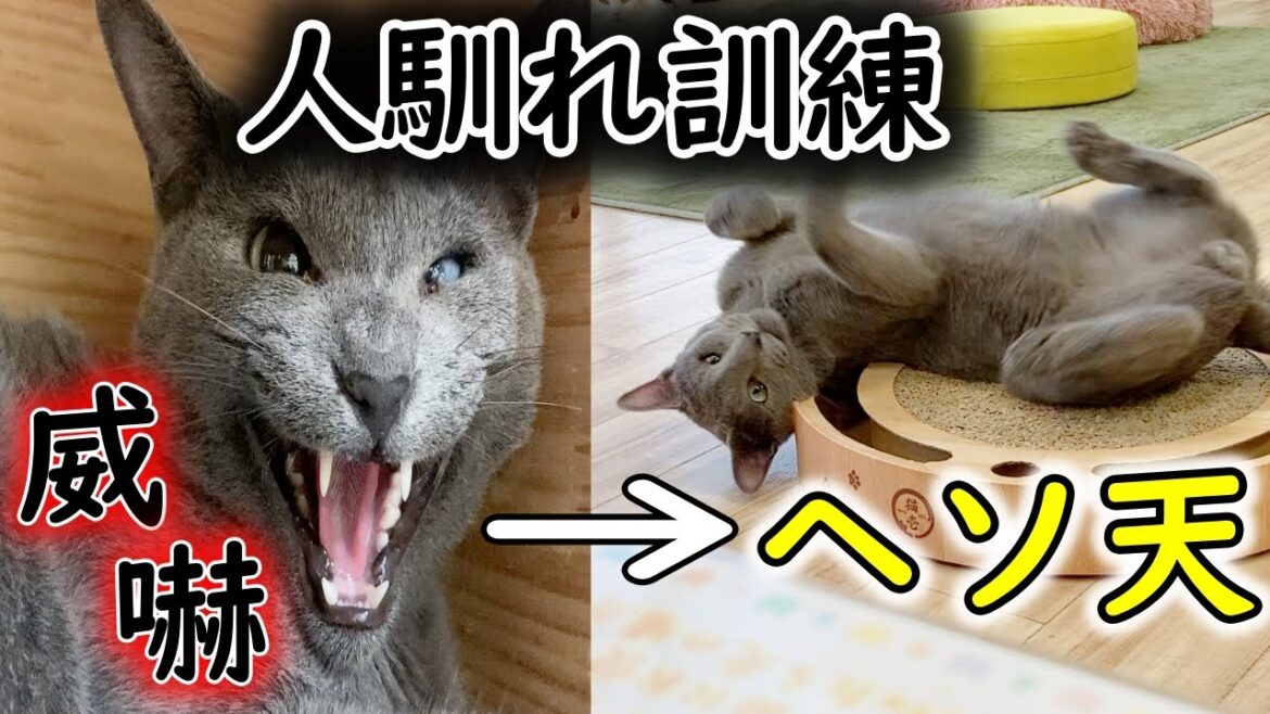 左目の視力を失った元繁殖猫が人馴れ訓練によって心を開くまで