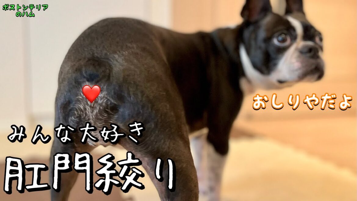 大嫌いな肛門絞りで大暴れするボストンテリア