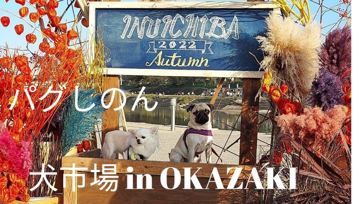 犬市場 in OKAZAKI に行ってみた、パグしのん