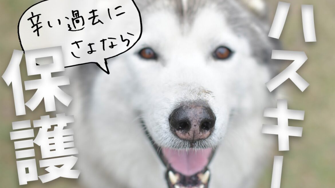 【保護犬】飼育放棄された6歳のシベリアンハスキーが我が家にやってきたら大変なことになった【前編】 【保護犬】飼育放棄された6歳のシベリアンハスキーが我が家にやってきたら大変なことになった【前編】