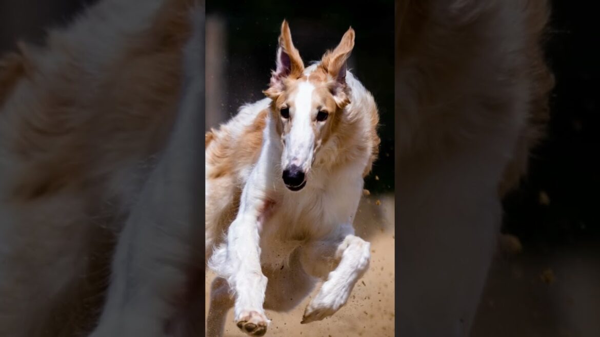 💥5 Feroces perros de Rusia