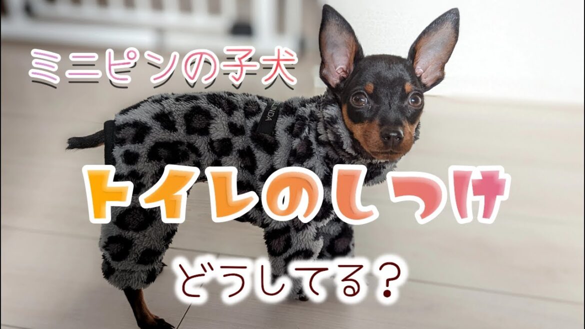 【生後４か月】ケージレスで育ったミニピンの子犬。トイレのしつけ方
