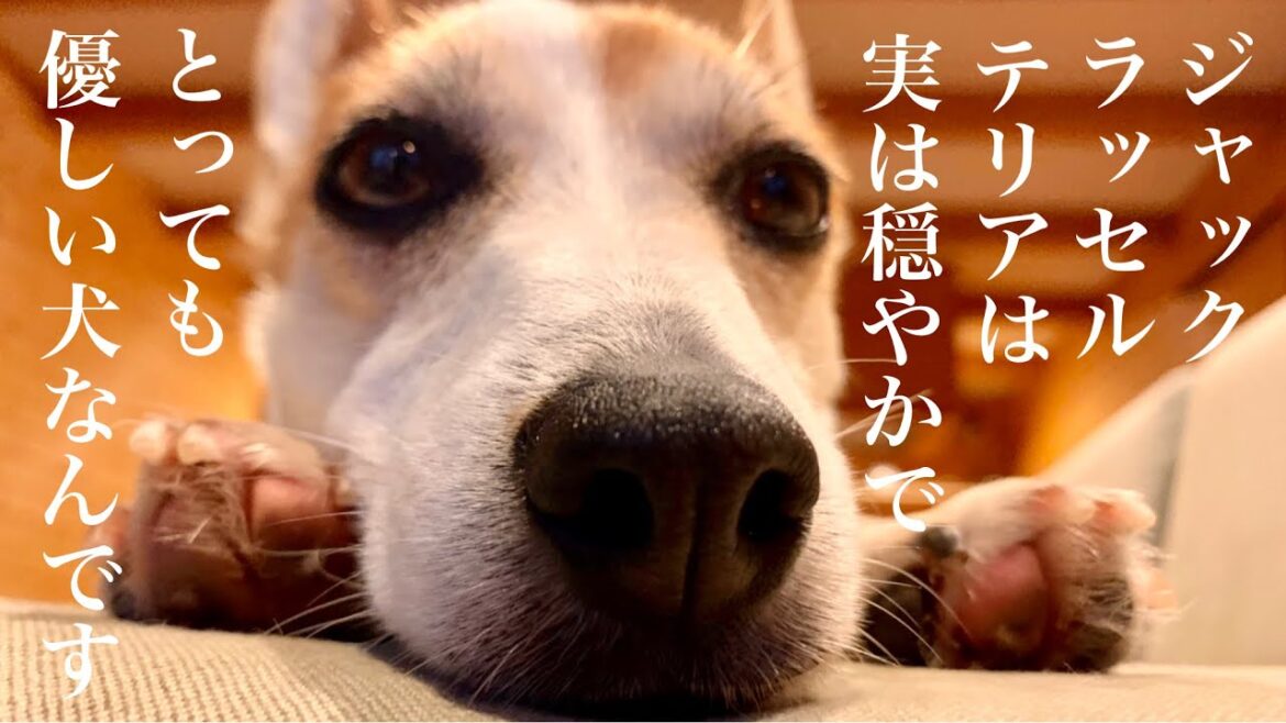 ジャックラッセルテリアの穏やかで優しい意外な一面【ジャックラッセルテリア】Jack Russell Terrier