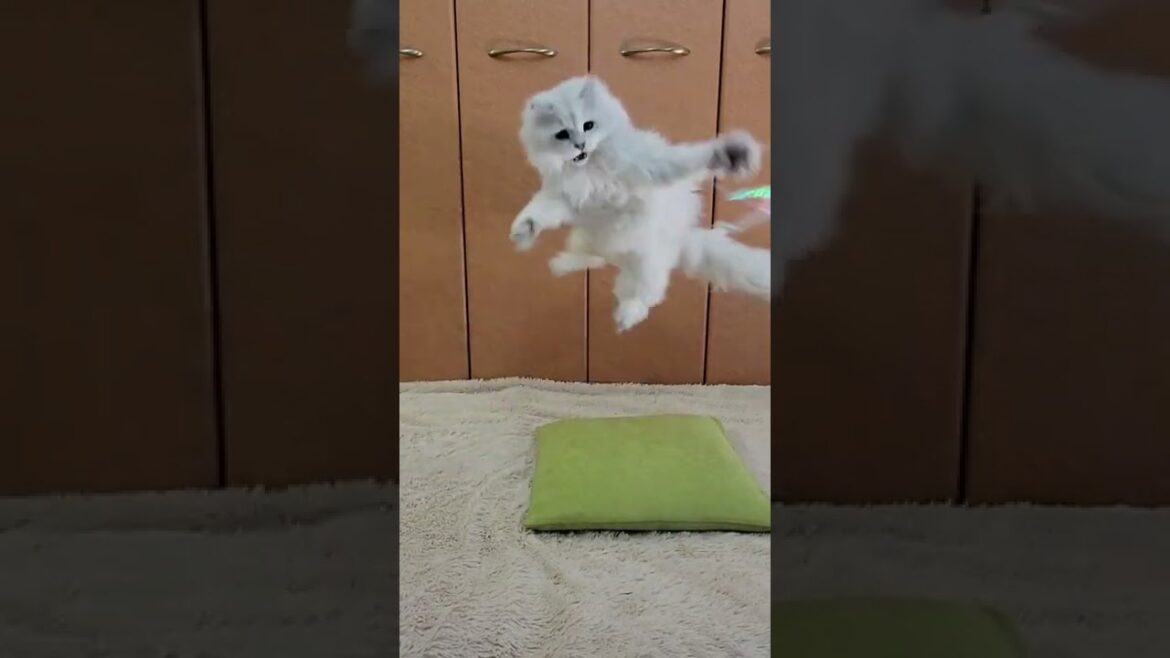 ペルシャ猫はとても活発です。#shorts