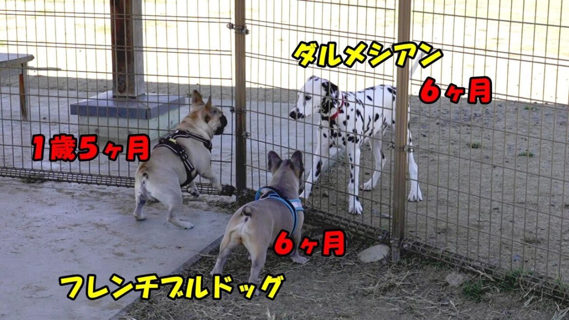 マテラの森・有料ドッグラン・フレブルとダルメシアンの駆け足対決！