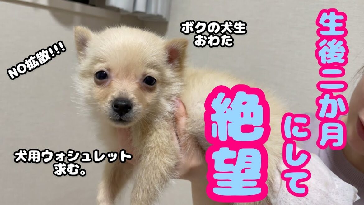 【子犬】【かわいい】はやくも犬生に絶望する生後2か月の子犬がかわいすぎる