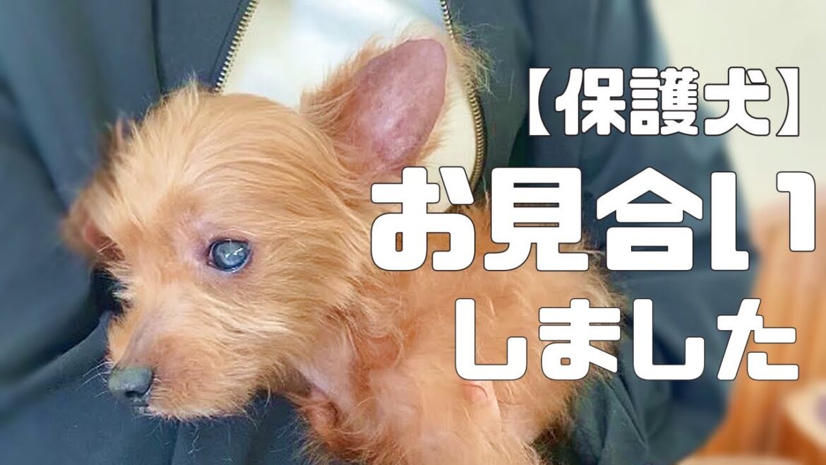 人間が怖かった・・元繁殖犬の柴犬「おこげちゃん」いよいよお見合いします「vol 262」