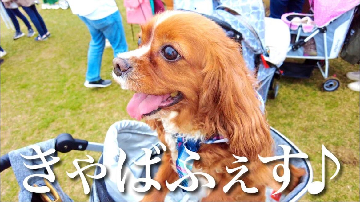 【キャバリアフェスティバル2022】全国からキャバリアが集まるイベントのアンバサダーとして参加したあかねの1日に密着🐶 【VLOG】